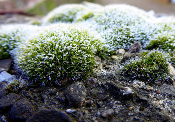 winter wonderland of moss stock photo