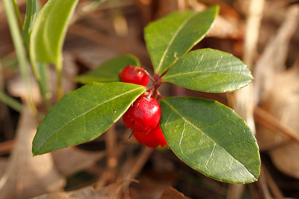 Wintergreen with Red Berries stock photo