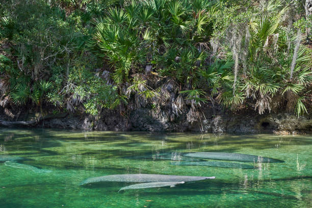 Wintering Manatees in the Beautiful Blue Spring State Park within Central Florida USA near Orlando stock photo