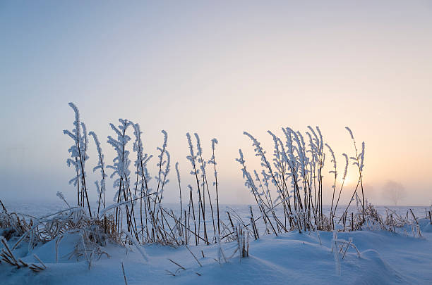 Wintry misty sunset with snowy fields and frosty reeds stock photo