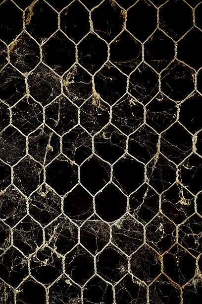Wire and web stock photo