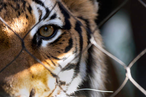 Wired Tiger stares out from the wire cage with one eye. cage stock pictures, royalty-free photos & images