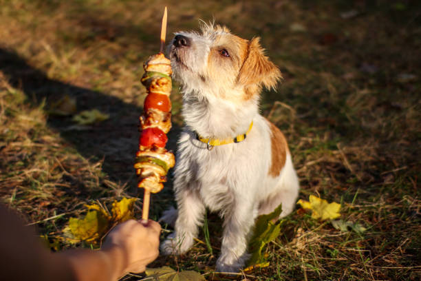 Wirehaired Jack Russell Terrier puppy looking at the barbecue stock photo