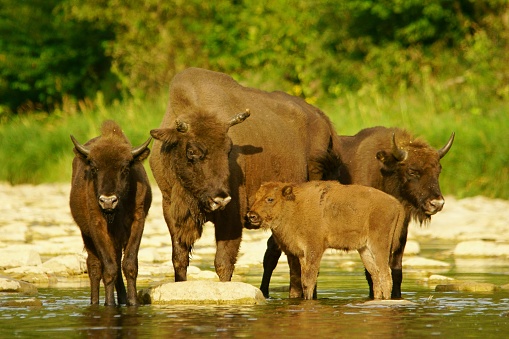 Beautiful background with wild Polish bison.