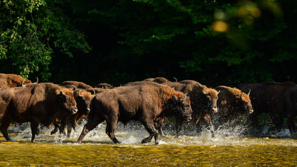 Wisents (Bison bonasus) in the San river. Bieszczady Mountains. Poland. Beautiful background with wild Polish bison. bieszczady mountains stock pictures, royalty-free photos & images