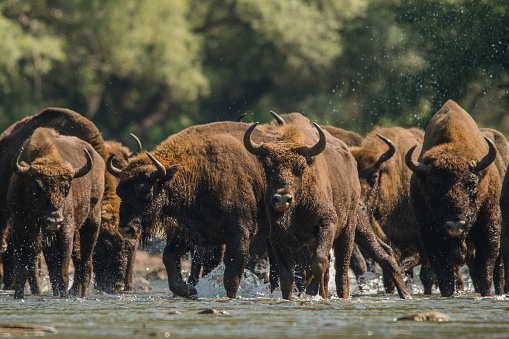 Beautiful background with wild Polish bison.