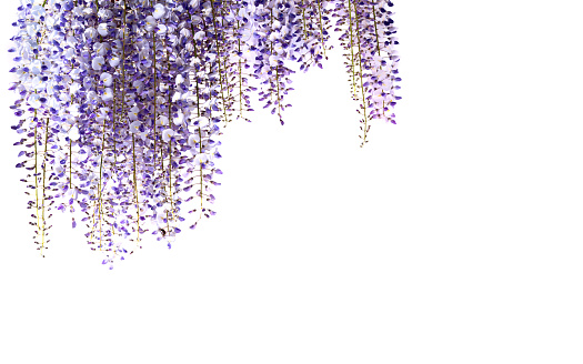 wisteria flowers isolated on white, copy space, ideal for greeting cards and banner