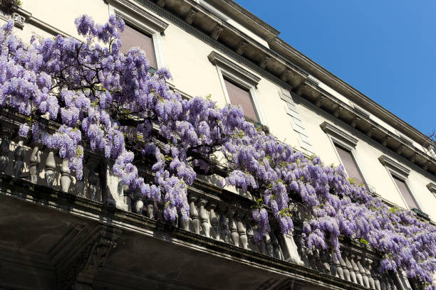 Wisteria plant climbing  up the balcony of the house in the spring day. Milan, Italy stock photo