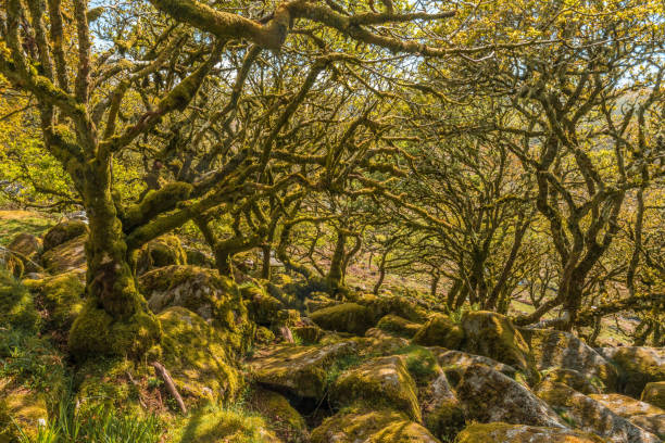 Wistman's Wood Dartmoor stock photo
