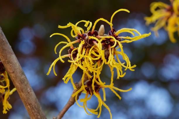 Japanese Witch Hazel Stock Photos, Pictures & Royalty-Free Images - iStock