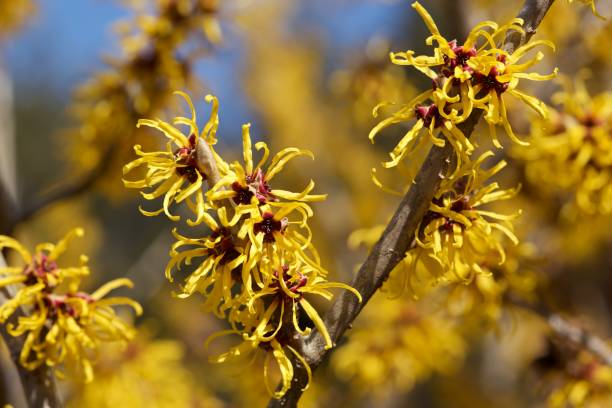 Japanese Witch Hazel Stock Photos, Pictures & Royalty-Free Images - iStock