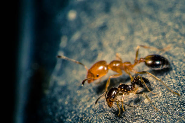 With my Ant Queen stock photo