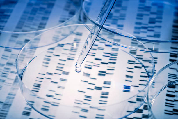 DNA with pipette and Petri dish Sample is pipetted into a Petri dish over genetic results. accuracy stock pictures, royalty-free photos & images