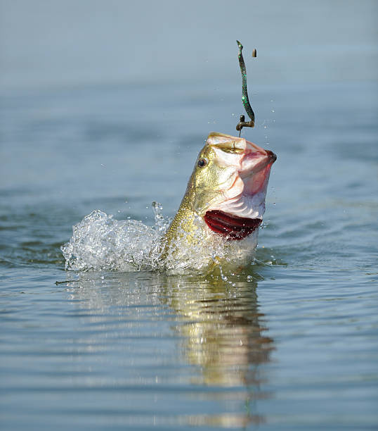 BASS JUMP with WORM Largemouth bass fishing Strike King Lure plastic worm fish jumping out of water bass fish jumping stock pictures, royalty-free photos & images