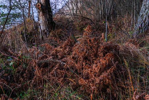 A withered fern bush in the autumn forest.