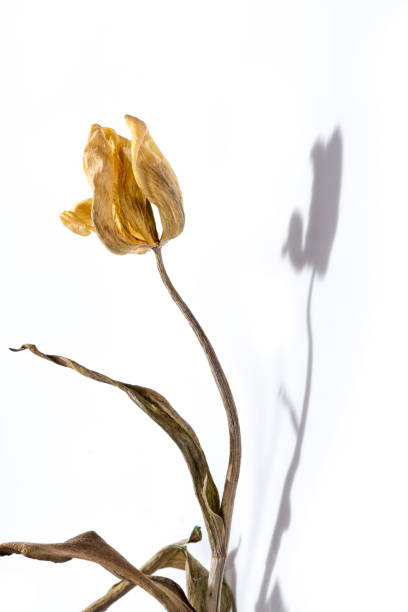 Withered Flower. stock photo