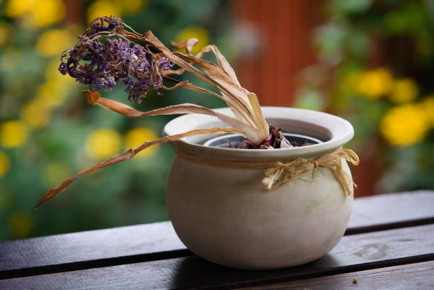 avtredd växt i en kruka på ett träbord - red hyacinth bildbanksfoton och bilder
