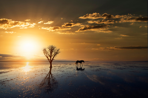 Withered tree and lonely horse on water
