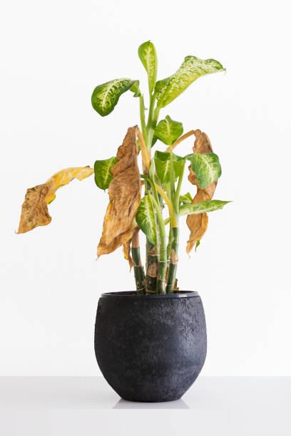 withered, wilted, dying house plant, dumb cane stock photo