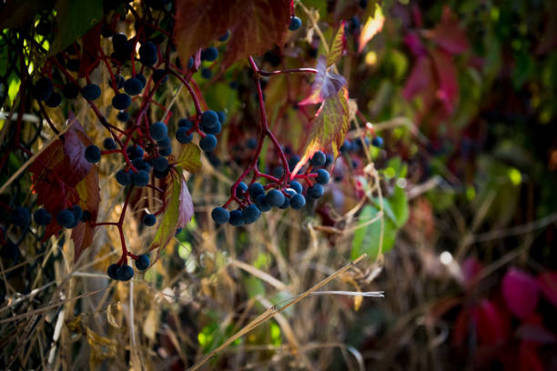 Withering autumn garden and wild grapes Picturesque old abandoned autumn garden. Blue ripe berries and red leaves of wild grapes copse stock pictures, royalty-free photos & images