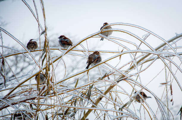 Photo of Wnter wonderland: Sparrows sitting on a tree branches covered with ice and snow after the ice rain