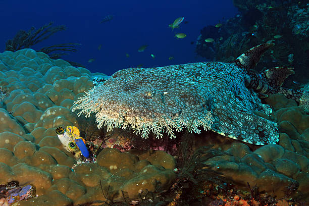 Wobbegong on Coral Reef stock photo