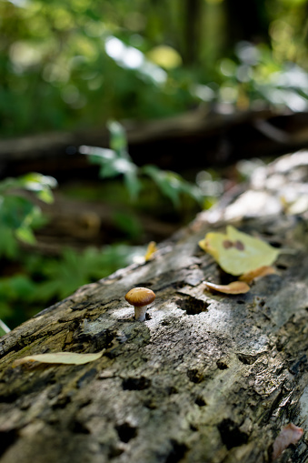 A wild mushroom is growing out of a fallen tree trunk.