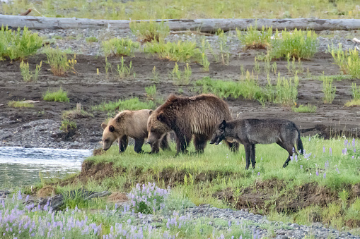 Grizzly bears and wolf standing side by side as they look at bison carcass in front of them. Another bear cub was eating at the carcass at this time.
