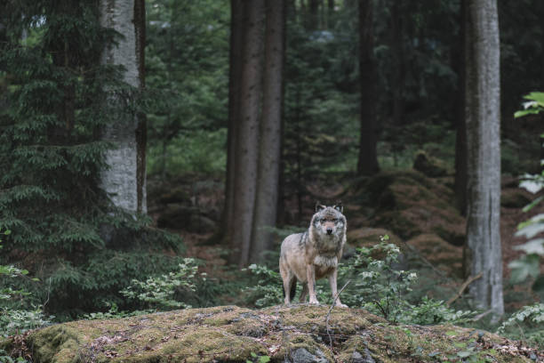 wolf in bayerischer wald nationaal park, duitsland - grijze wolf stockfoto's en -beelden