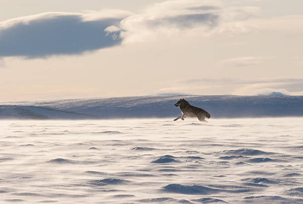 Wolf bounding through the snow stock photo