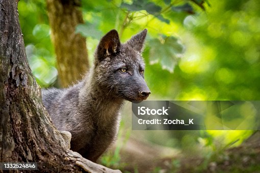 istock Wolf cub in forest - little hunter 1332524846