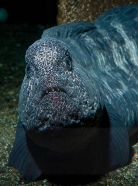 kurt yilan baligi stok fotograf resimler ve gorseller istock