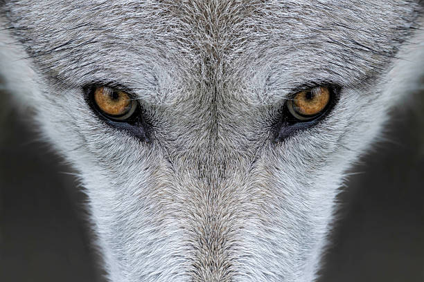 Wolf eyes Closeup of the eyes of a gray wolf outside of Yellowstone National Park, Wyoming animal eye stock pictures, royalty-free photos & images