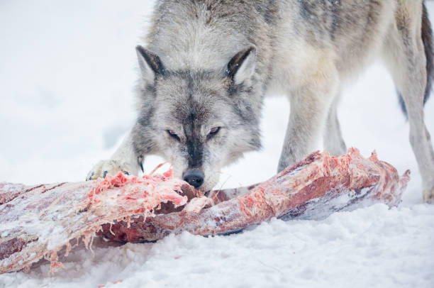Winter wolves love bites