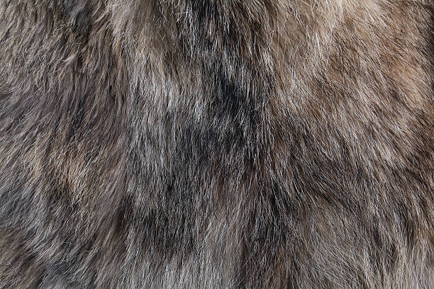 wolf fur texture stock photo
