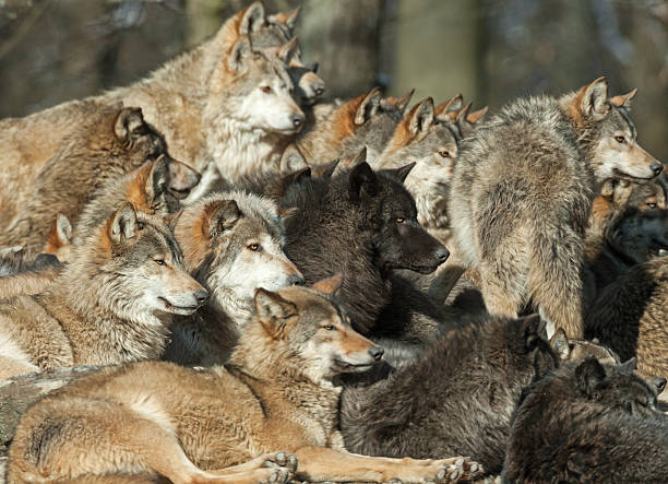 Wolf Pack Stock Photos, Pictures & Royalty-Free Images - iStock