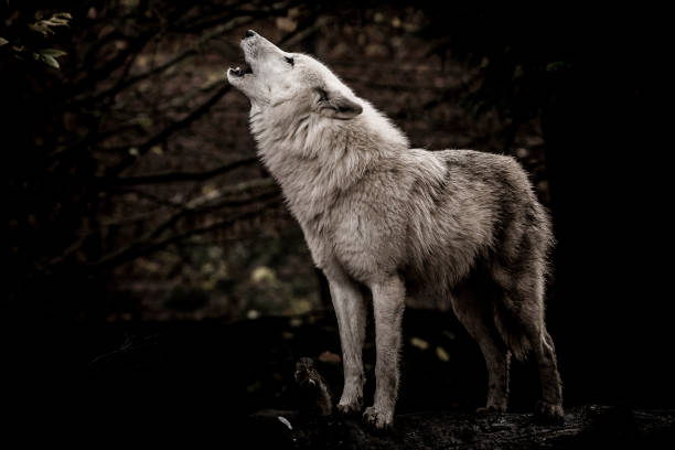 lobo uivando no escuro - wolf portrait - fotografias e filmes do acervo
