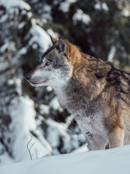 Wolf hunting in winter forest. stock photo