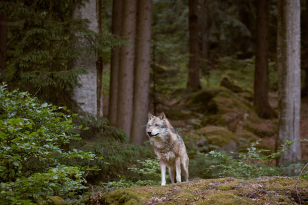 wilk w parku narodowym bayerischer wald. niemcy. - wald zdjęcia i obrazy z banku zdjęć