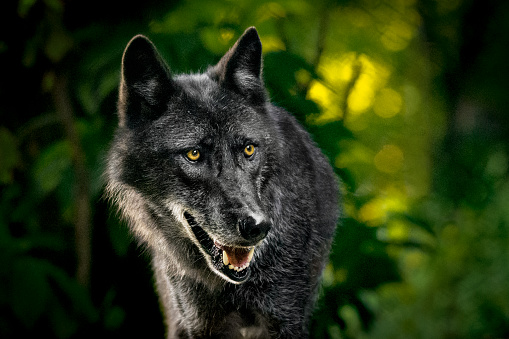Portrait of a gray wolf in the forest. The photo was taken at dusk. Trees and leaves in the background are heavily blurred.