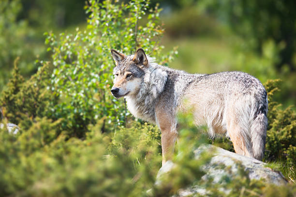 Wolf in nature stock photo