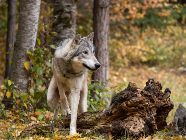 wolf in trees intense look in natural autumn setting captive - lobo cão selvagem imagens e fotografias de stock