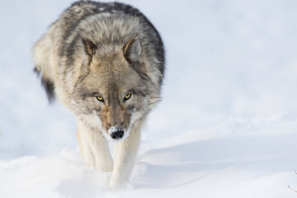 lobo no inverno - wolf portrait - fotografias e filmes do acervo