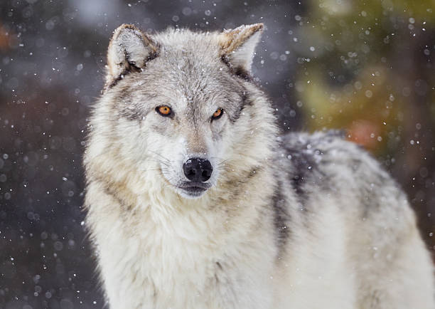 wolf in winter snow - grijze wolf stockfoto's en -beelden
