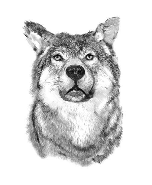 Wolf on white background. Illustration in draw, sketch style. stock photo