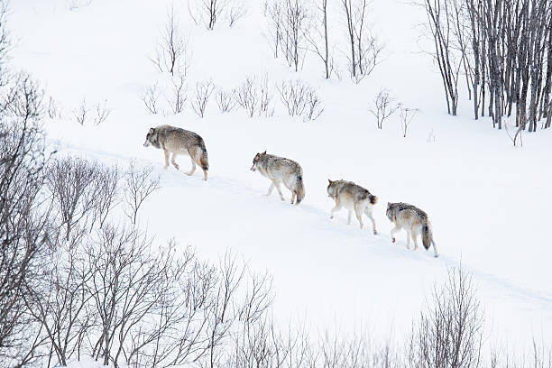wolf pack running in the cold landscape - grijze wolf stockfoto's en -beelden