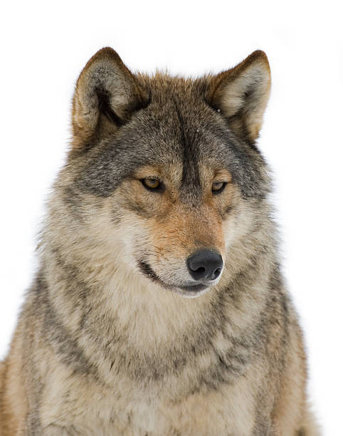 lobo - wolf portrait - fotografias e filmes do acervo