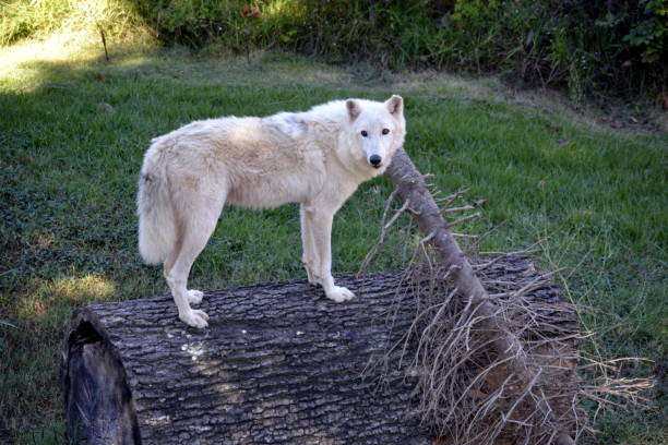 Wolf stock photo