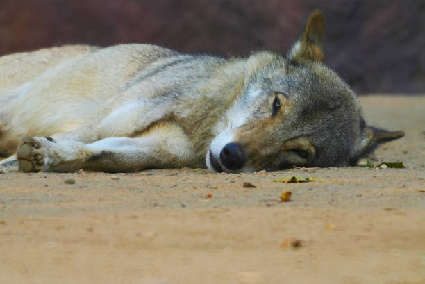Sad wolf pics