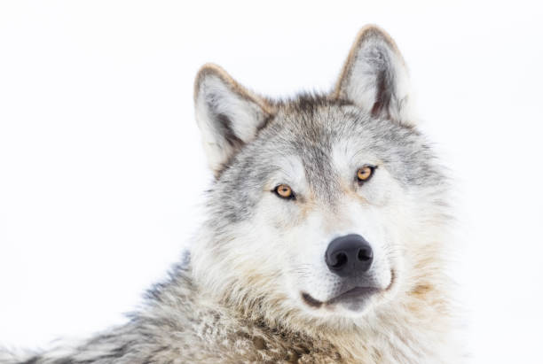 retrato de lobo no inverno - wolf portrait - fotografias e filmes do acervo
